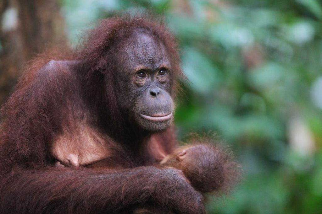 Orangutan resting at Sepilok Orangutan Rehabilitation Centre near Sandakan