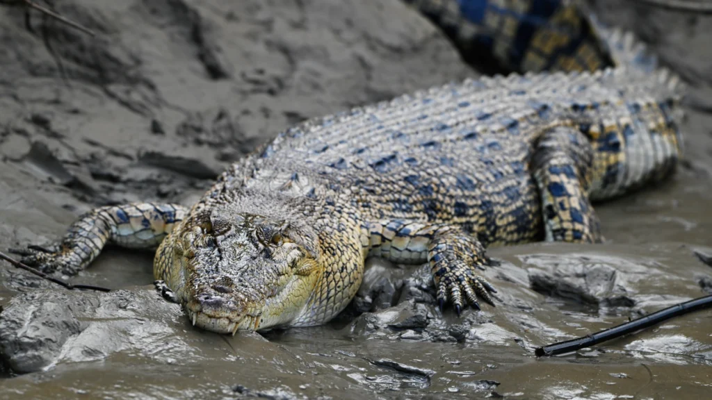 Crocodile on the Kinabatangan River near Borneo Natural Sukau Bilit Resort