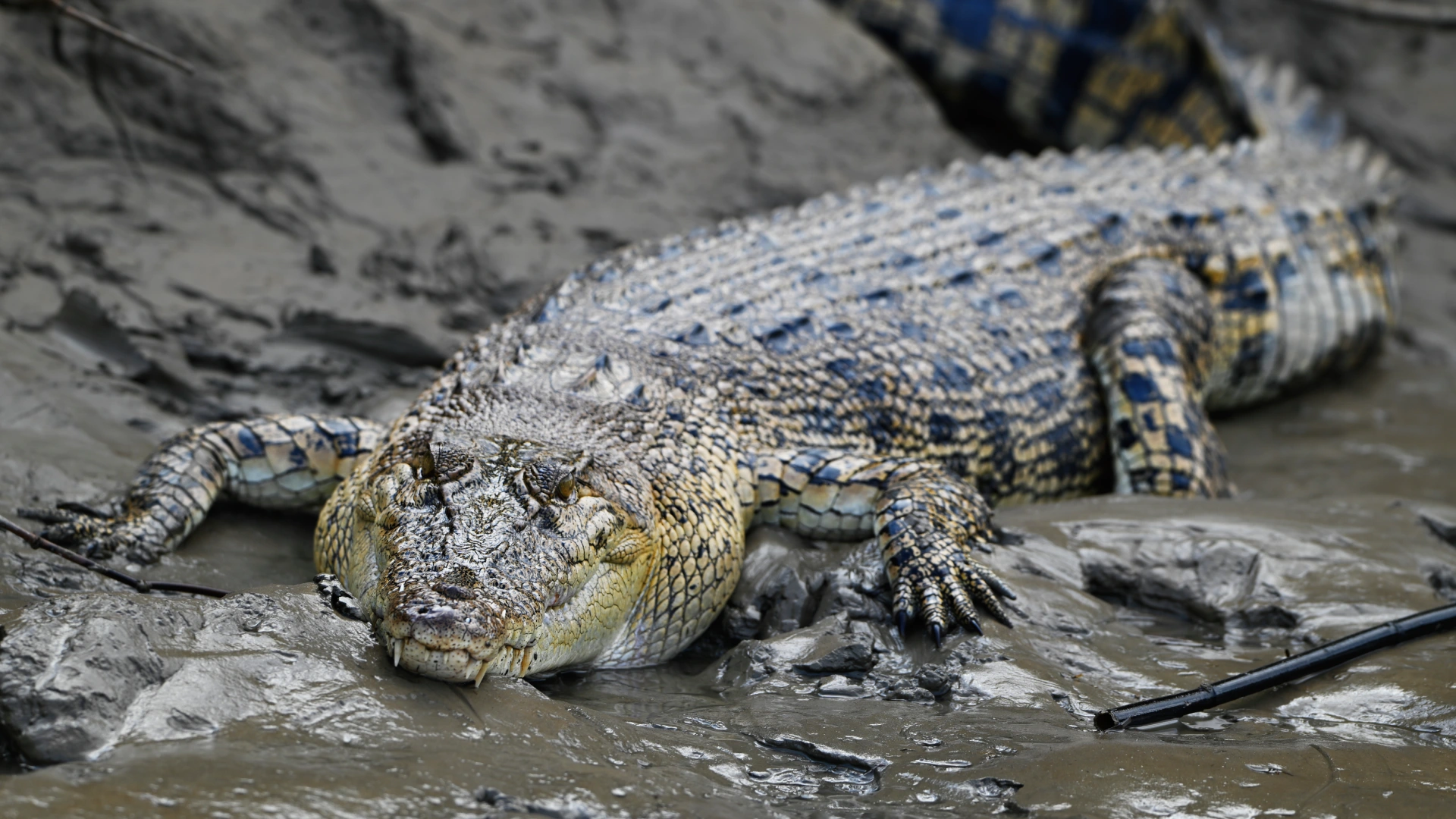 Crocodile on the Kinabatangan River near Borneo Natural Sukau Bilit Resort