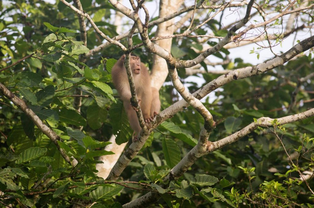 a monkey walking on a tree branch