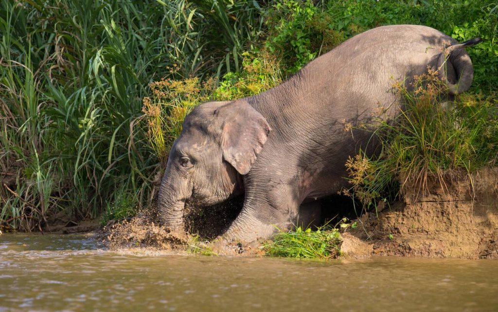 pygmy elephant going into kinabatangan river