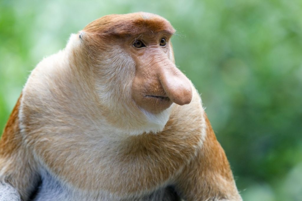 Proboscis monkey sanctuary viewing area in Sabah