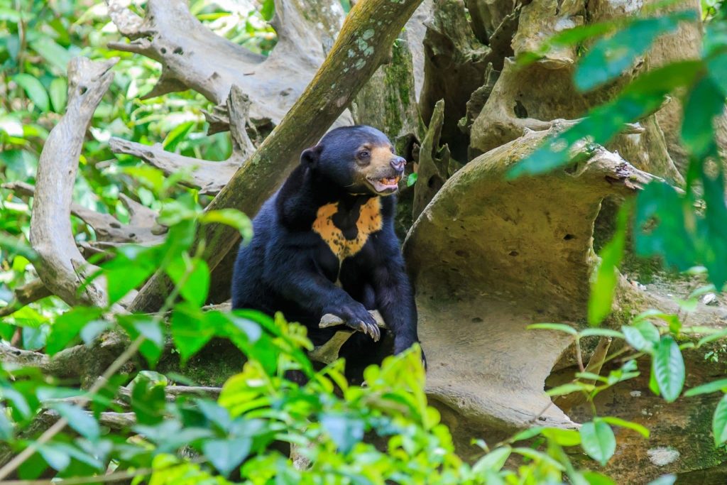 Bornean sun bear at the Sun Bear Conservation Centre in Sepilok