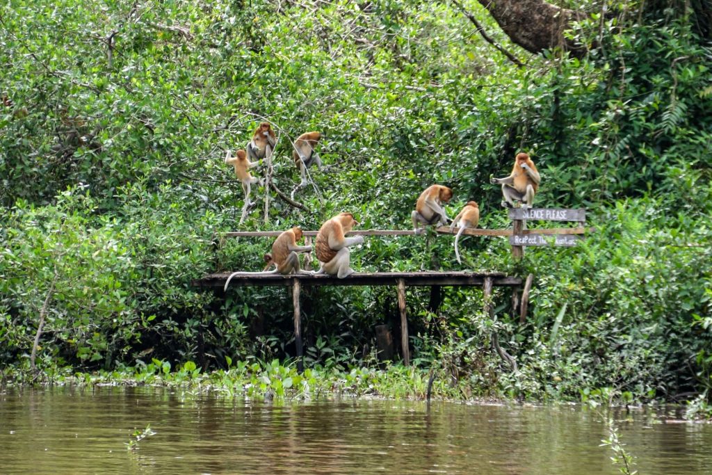 Family of proboscis monkeys resting together