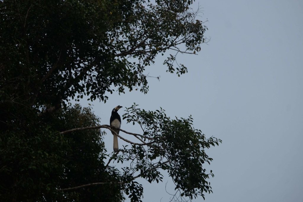 Hornbill in the rainforest canopy in Sabah