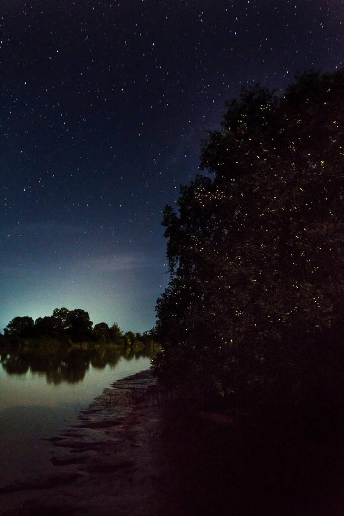 Mangrove fireflies seen during an evening river cruise