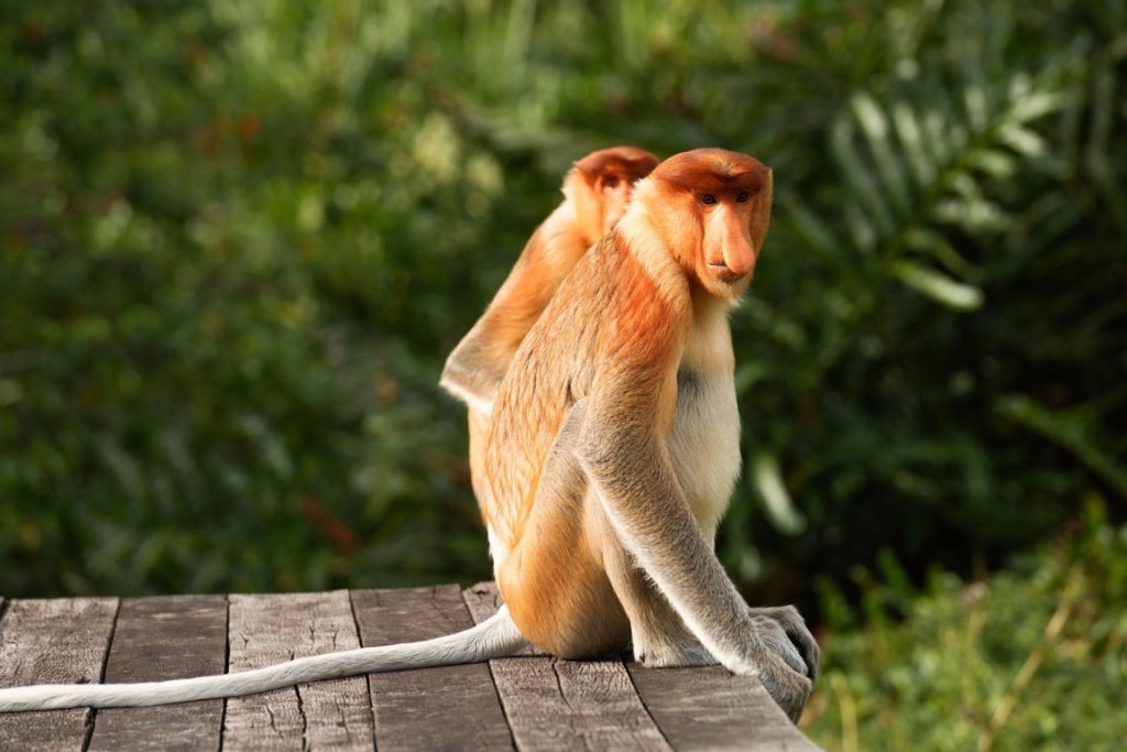 Proboscis monkey sitting in the rainforest