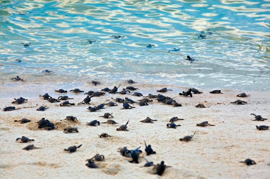 Turtle hatchling release on Selingan Turtle Island in Sabah