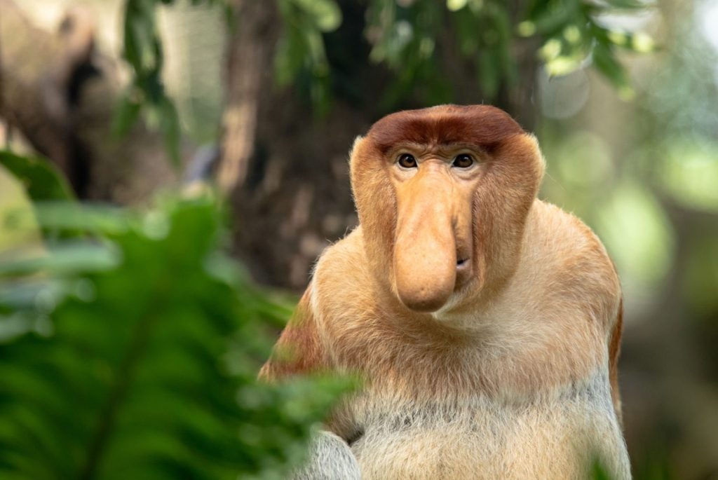 Proboscis monkey in the trees in Borneo