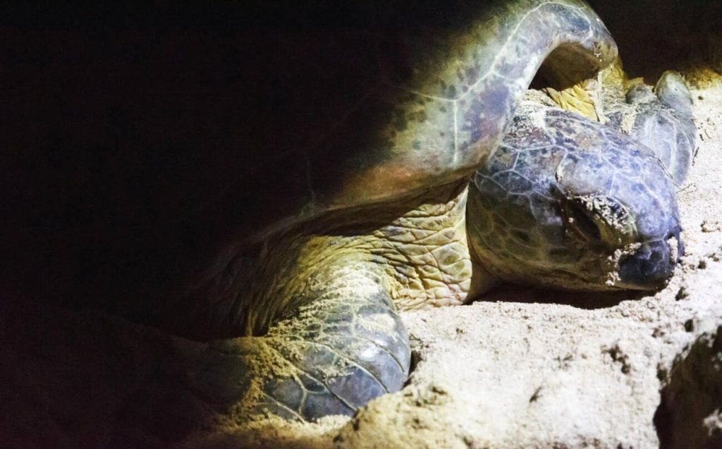 Sea turtle nesting on Selingan Turtle Island near Sandakan