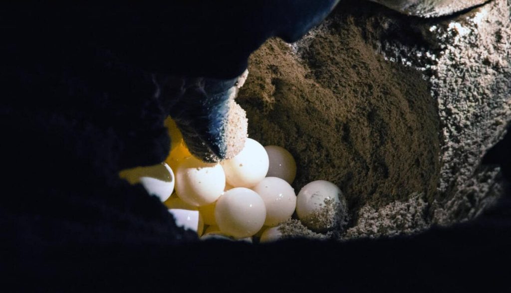 Sea turtle laying eggs on the sand at Selingan Turtle Island