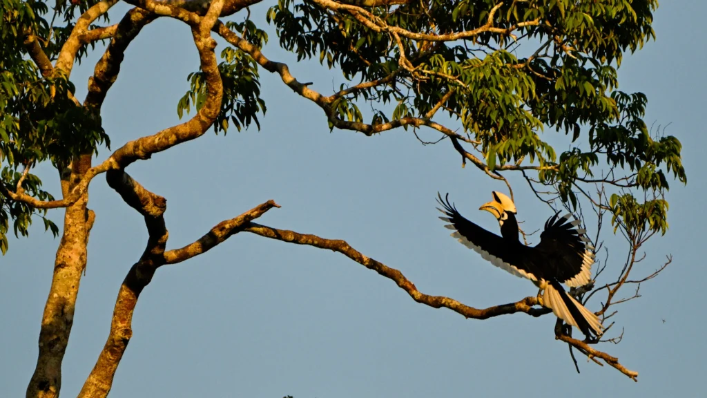 Rhinoceros hornbill near the Kinabatangan River
