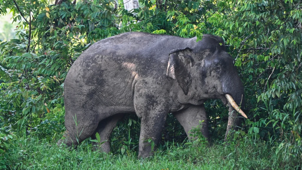 Bornean pygmy elephant near the Kinabatangan River