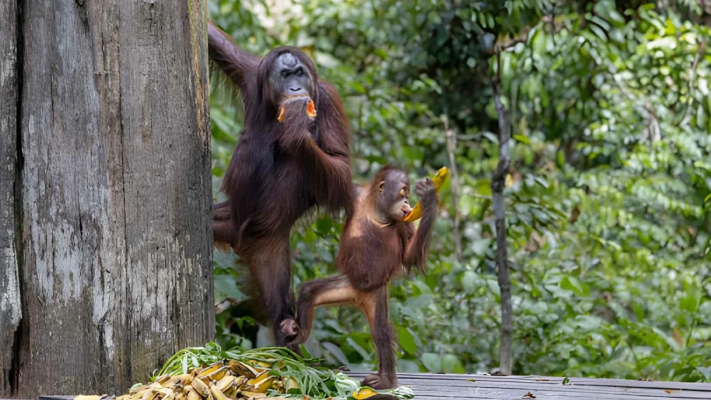 Orangutan at Sepilok Orangutan Rehabilitation Centre near Sandakan