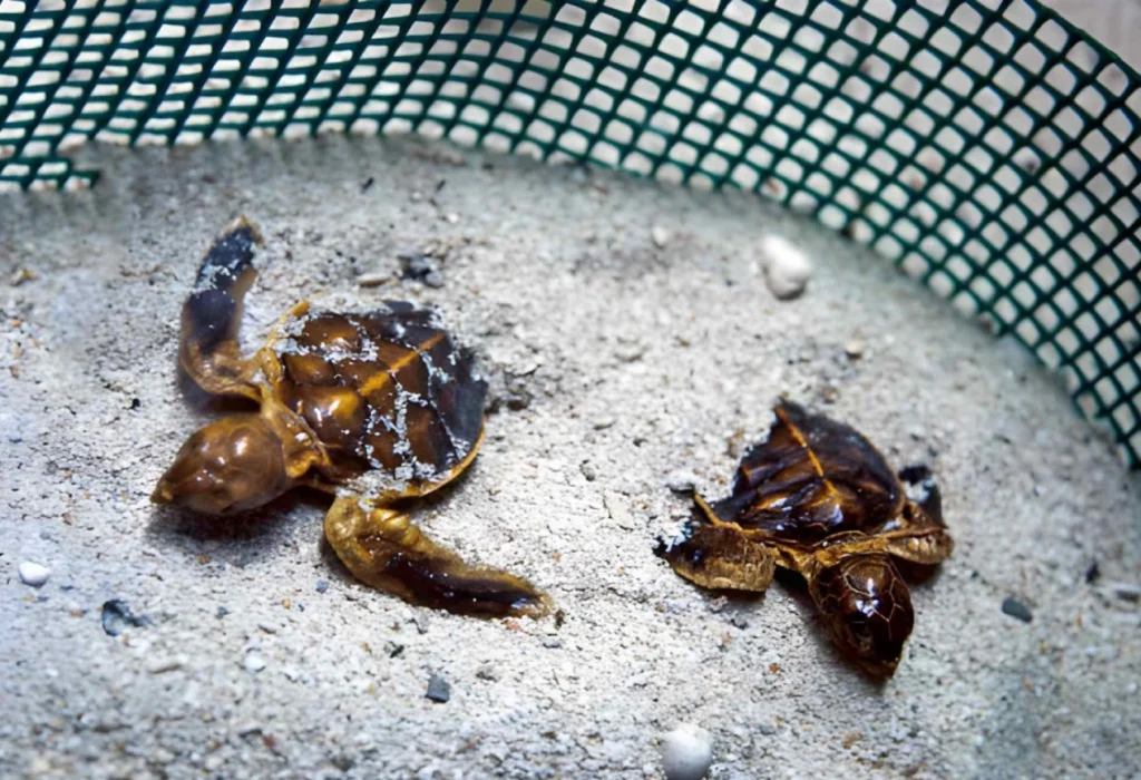 Turtle hatchery on Selingan Turtle Island in Sabah