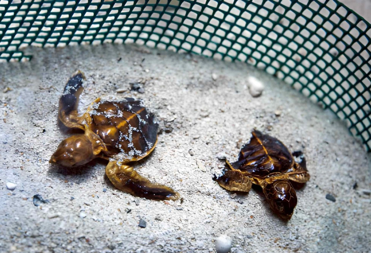 Turtle hatchery on Selingan Turtle Island in Sabah