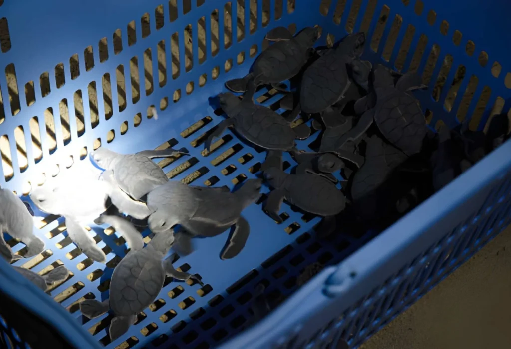 Sea turtle hatchlings in a basket during the Selingan Island conservation program