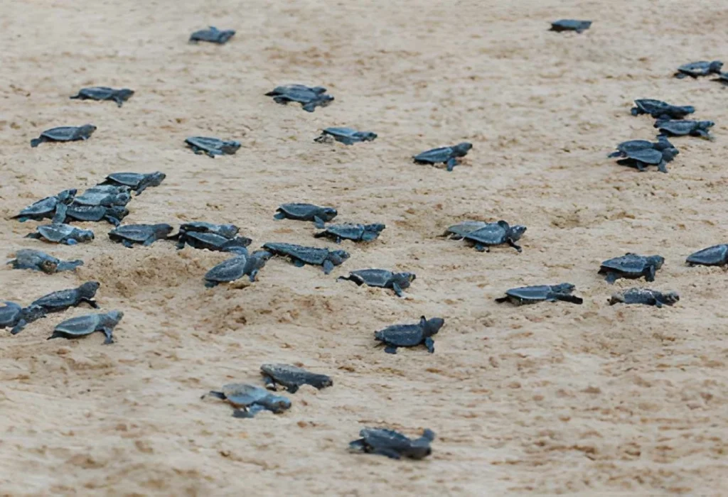 Sea turtle on Selingan Turtle Island near Sandakan
